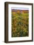 California Poppies and Goldfield, Antelope Valley, California, USA.-Russ Bishop-Framed Photographic Print