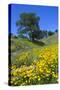 California Poppies and Oak Trees-coyote-Stretched Canvas