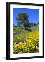 California Poppies and Oak Trees-coyote-Framed Photographic Print