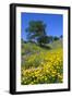 California Poppies and Oak Trees-coyote-Framed Photographic Print