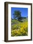 California Poppies and Oak Trees-coyote-Framed Photographic Print