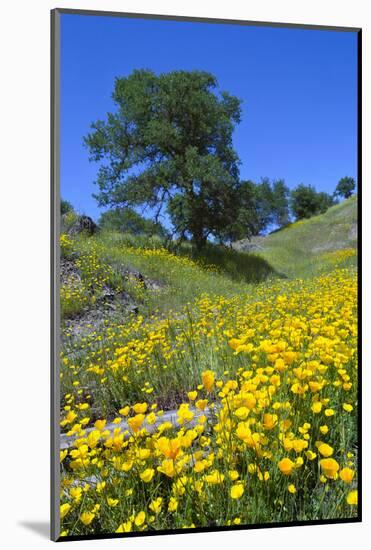 California Poppies and Oak Trees-coyote-Mounted Photographic Print