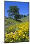 California Poppies and Oak Trees-coyote-Mounted Photographic Print