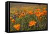 California Poppies and Yellow Goldfields-null-Framed Stretched Canvas