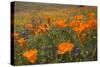 California Poppies and Yellow Goldfields-null-Stretched Canvas