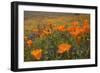 California Poppies and Yellow Goldfields-null-Framed Photographic Print