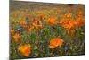 California Poppies and Yellow Goldfields-null-Mounted Photographic Print