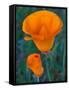 California Poppies, Antelope Valley, California, USA-Jamie & Judy Wild-Framed Stretched Canvas