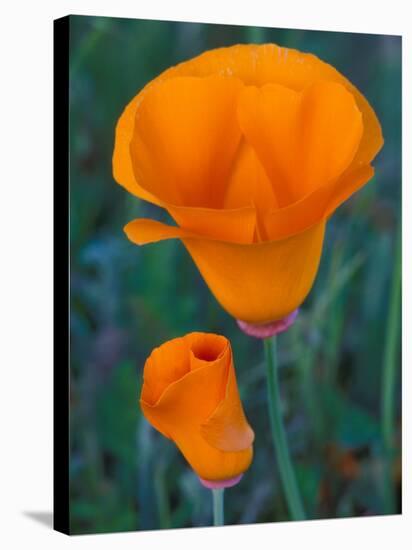 California Poppies, Antelope Valley, California, USA-Jamie & Judy Wild-Stretched Canvas