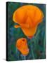 California Poppies, Antelope Valley, California, USA-Jamie & Judy Wild-Stretched Canvas