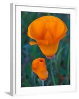 California Poppies, Antelope Valley, California, USA-Jamie & Judy Wild-Framed Photographic Print