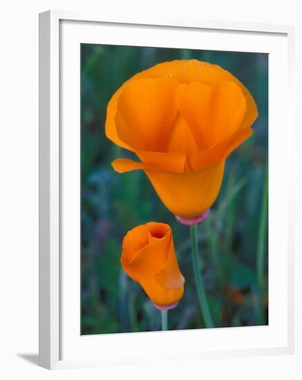 California Poppies, Antelope Valley, California, USA-Jamie & Judy Wild-Framed Photographic Print