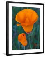 California Poppies, Antelope Valley, California, USA-Jamie & Judy Wild-Framed Photographic Print