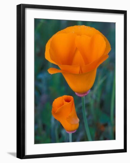 California Poppies, Antelope Valley, California, USA-Jamie & Judy Wild-Framed Photographic Print