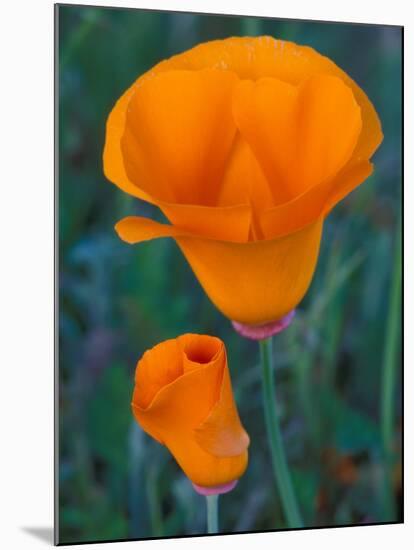 California Poppies, Antelope Valley, California, USA-Jamie & Judy Wild-Mounted Photographic Print