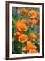 California Poppies, Antelope Valley, California, USA-Russ Bishop-Framed Premium Photographic Print