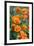 California Poppies, Antelope Valley, California, USA-Russ Bishop-Framed Premium Photographic Print