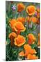 California Poppies, Antelope Valley, California, USA-Russ Bishop-Mounted Premium Photographic Print