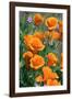 California Poppies, Antelope Valley, California, USA-Russ Bishop-Framed Photographic Print