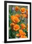 California Poppies, Antelope Valley, California, USA-Russ Bishop-Framed Photographic Print