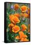 California Poppies, Antelope Valley, California, USA-Russ Bishop-Framed Stretched Canvas