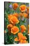 California Poppies, Antelope Valley, California, USA-Russ Bishop-Stretched Canvas