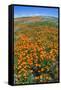 California Poppies, Antelope Valley, California, USA-Russ Bishop-Framed Stretched Canvas