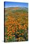 California Poppies, Antelope Valley, California, USA-Russ Bishop-Stretched Canvas