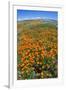 California Poppies, Antelope Valley, California, USA-Russ Bishop-Framed Photographic Print