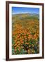 California Poppies, Antelope Valley, California, USA-Russ Bishop-Framed Photographic Print