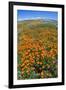 California Poppies, Antelope Valley, California, USA-Russ Bishop-Framed Photographic Print