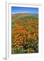 California Poppies, Antelope Valley, California, USA-Russ Bishop-Framed Premium Photographic Print