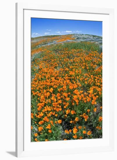 California Poppies, Antelope Valley, California, USA-Russ Bishop-Framed Premium Photographic Print