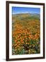 California Poppies, Antelope Valley, California, USA-Russ Bishop-Framed Premium Photographic Print