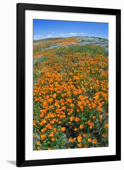 California Poppies, Antelope Valley, California, USA-Russ Bishop-Framed Premium Photographic Print