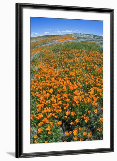 California Poppies, Antelope Valley, California, USA-Russ Bishop-Framed Premium Photographic Print