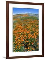 California Poppies, Antelope Valley, California, USA-Russ Bishop-Framed Premium Photographic Print