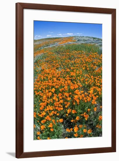 California Poppies, Antelope Valley, California, USA-Russ Bishop-Framed Premium Photographic Print