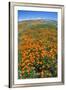 California Poppies, Antelope Valley, California, USA-Russ Bishop-Framed Premium Photographic Print