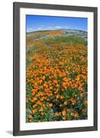 California Poppies, Antelope Valley, California, USA-Russ Bishop-Framed Premium Photographic Print