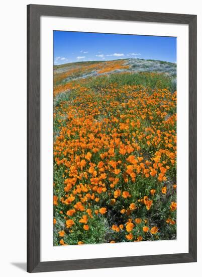 California Poppies, Antelope Valley, California, USA-Russ Bishop-Framed Premium Photographic Print