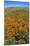 California Poppies, Antelope Valley, California, USA-Russ Bishop-Mounted Premium Photographic Print