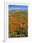 California Poppies, Antelope Valley, California, USA-Russ Bishop-Framed Photographic Print