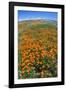 California Poppies, Antelope Valley, California, USA-Russ Bishop-Framed Photographic Print