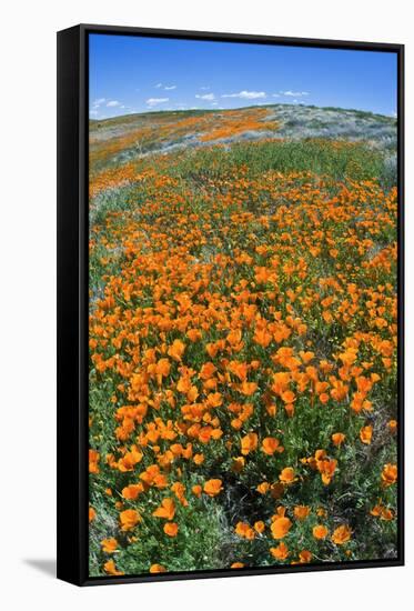 California Poppies, Antelope Valley, California, USA-Russ Bishop-Framed Stretched Canvas