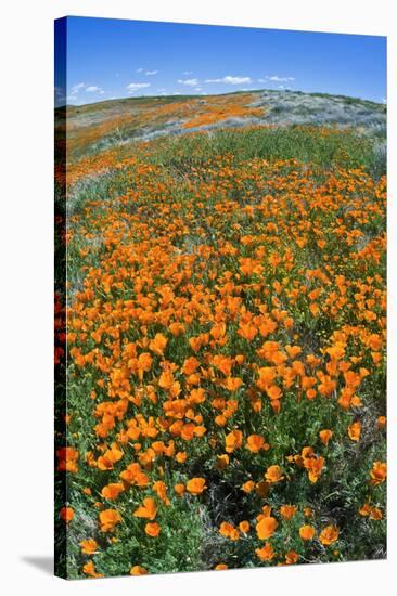 California Poppies, Antelope Valley, California, USA-Russ Bishop-Stretched Canvas