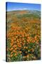 California Poppies, Antelope Valley, California, USA-Russ Bishop-Stretched Canvas