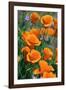 California Poppies, Antelope Valley, California, USA-Russ Bishop-Framed Photographic Print