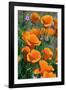 California Poppies, Antelope Valley, California, USA-Russ Bishop-Framed Photographic Print