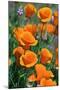 California Poppies, Antelope Valley, California, USA-Russ Bishop-Mounted Photographic Print